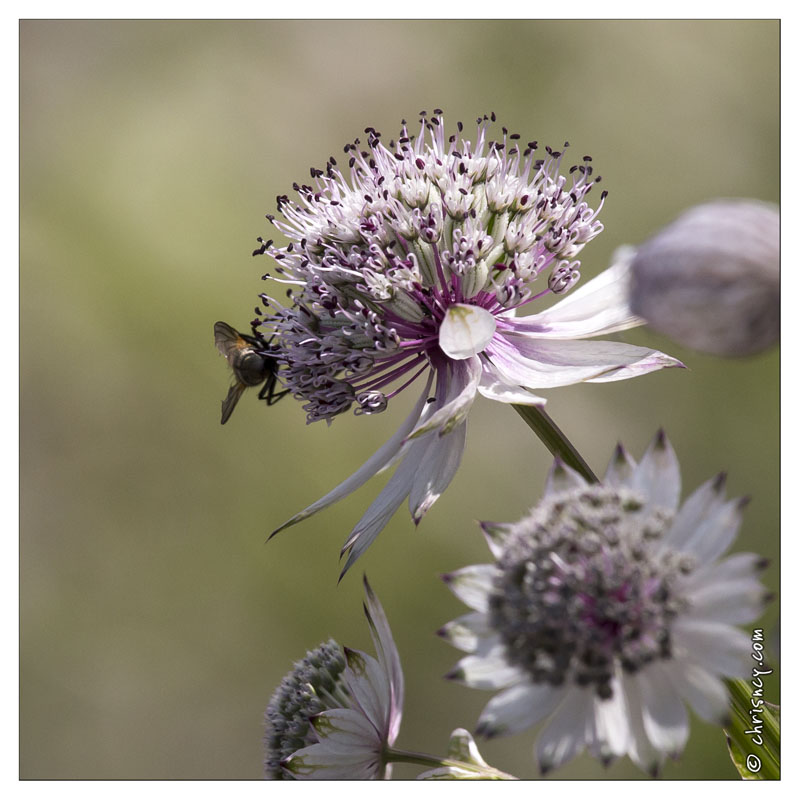 20130722-0239-Silene_acaulis.jpg