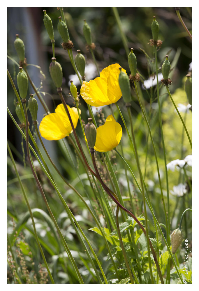 20130722-0259-Papaver.jpg