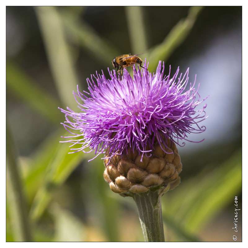 20130722-0268-Leuzea.jpg