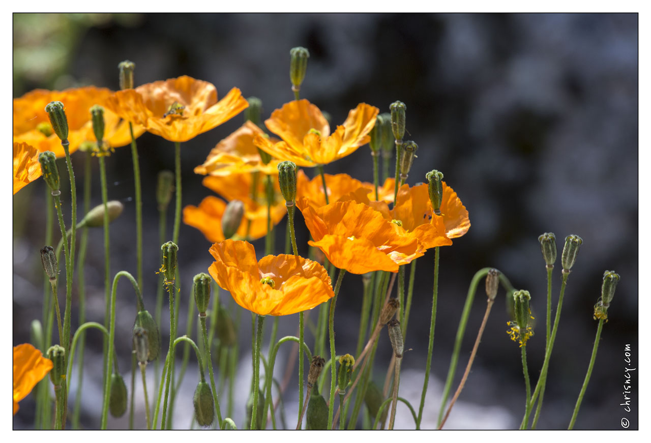 20130722-0278-Papaver.jpg