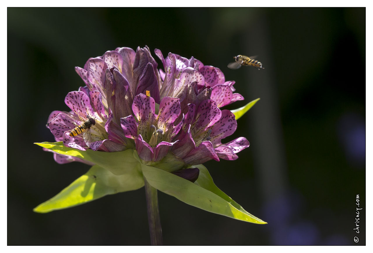 20130722-0292-Gentiane_pourpre.jpg