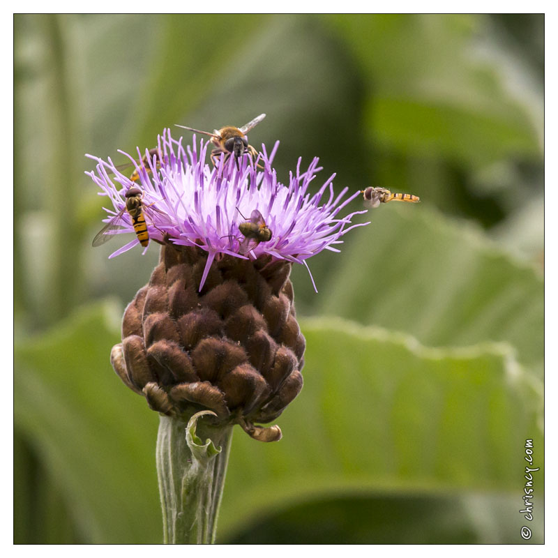 20130722-0339-Leuzea.jpg