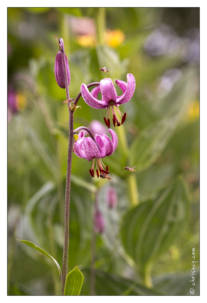 20130722-0356-Lys_Martagon.jpg