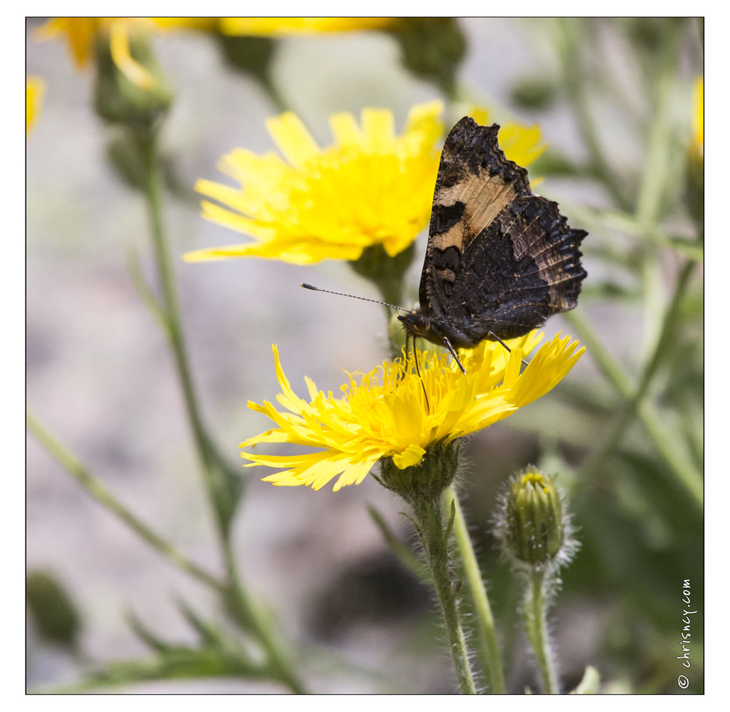 20130722-0396-Papillon_sur_Eperviere.jpg