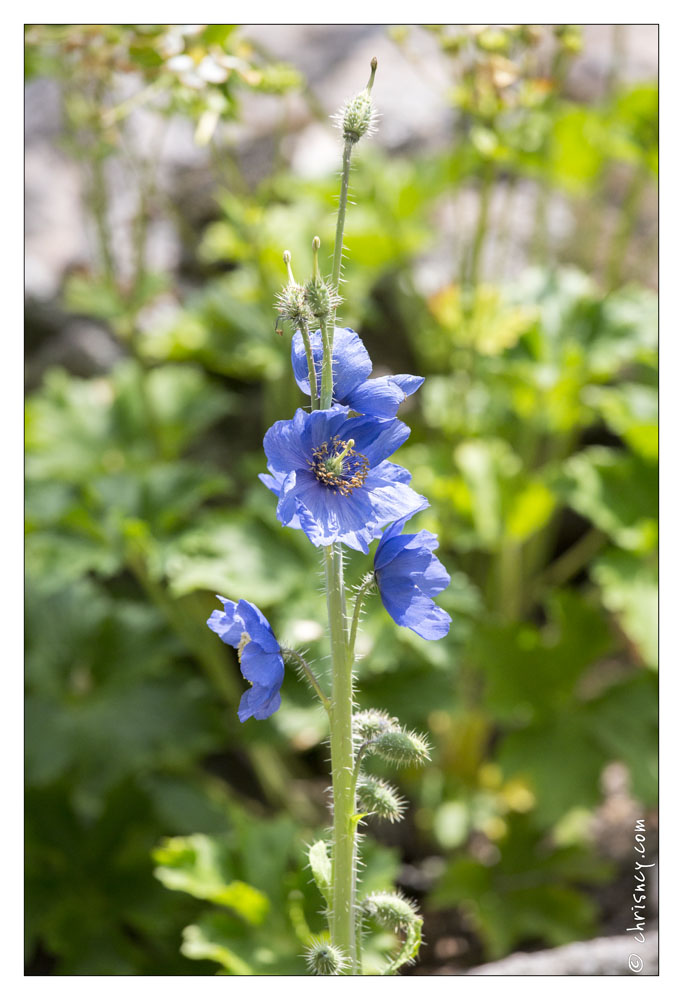 20130722-0401-meconopsis_himalaya.jpg