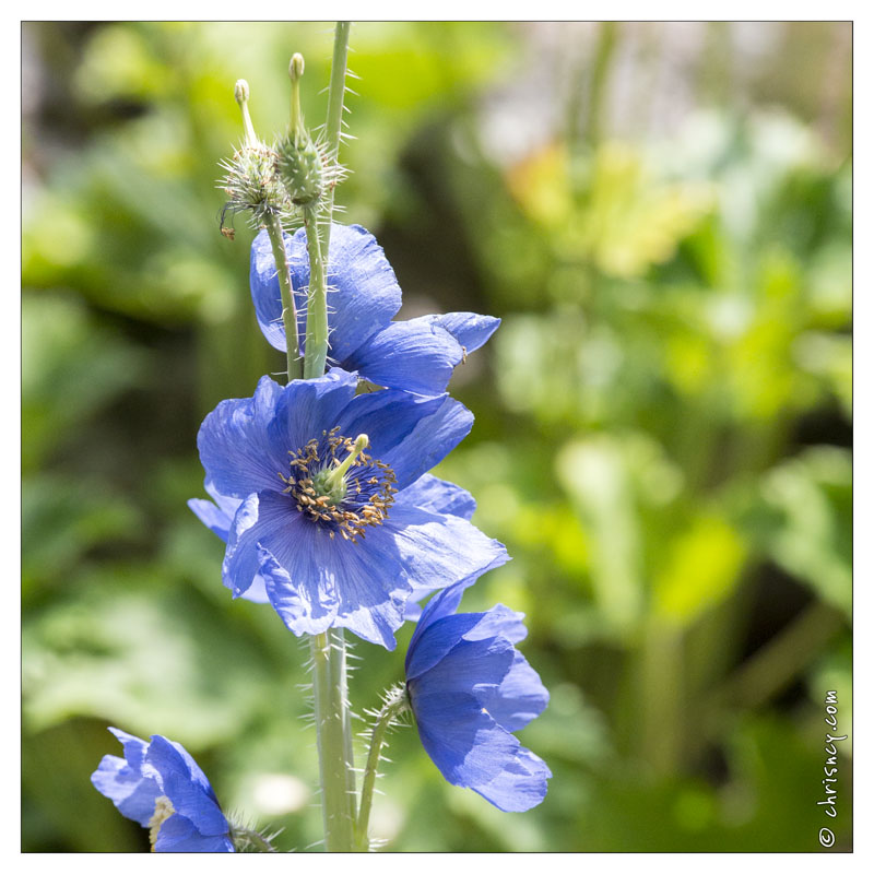 20130722-0401-meconopsis_himalaya_carre.jpg