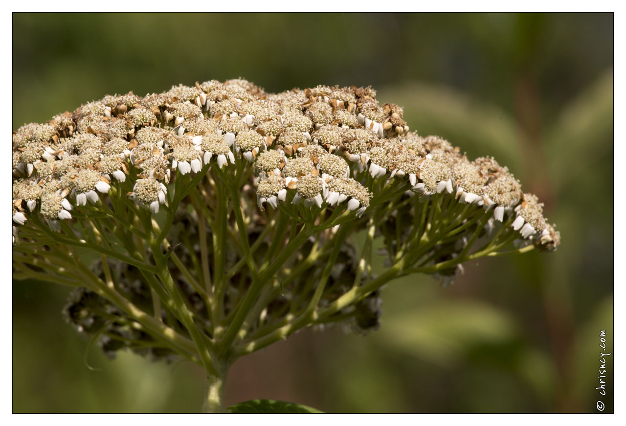 20130723-0419-Fleur.jpg