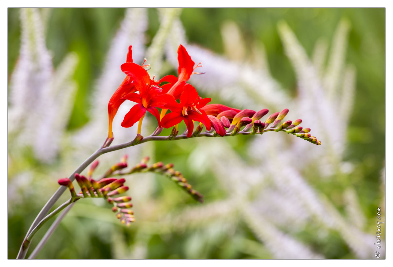 20130723-0425-Amsonia.jpg