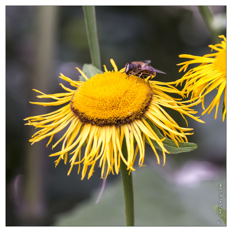 20130723-0428-Phlomis.jpg