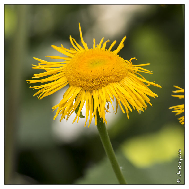 20130723-0429-Phlomis.jpg