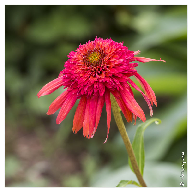 20130723-0433-Rudbeckia.jpg