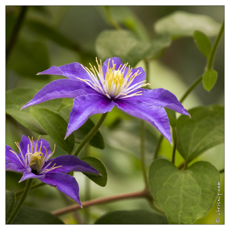 20130723-0441-Clematite - 20130723-0441-Clematite.jpg 20130723-0441-Clematite.jpg