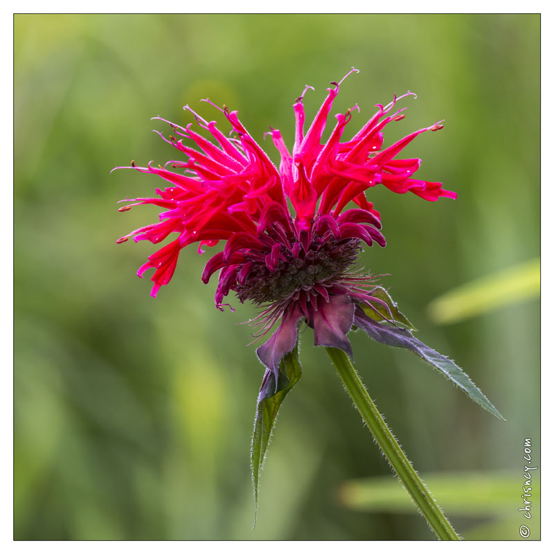 20130723-0444-Monarde.jpg