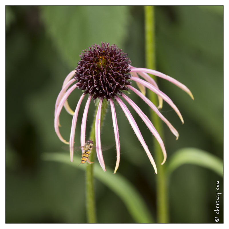 20130723-0459-Rudbeckia.jpg