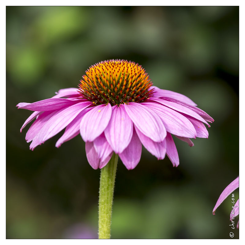 20130723-0478-Echinacea.jpg