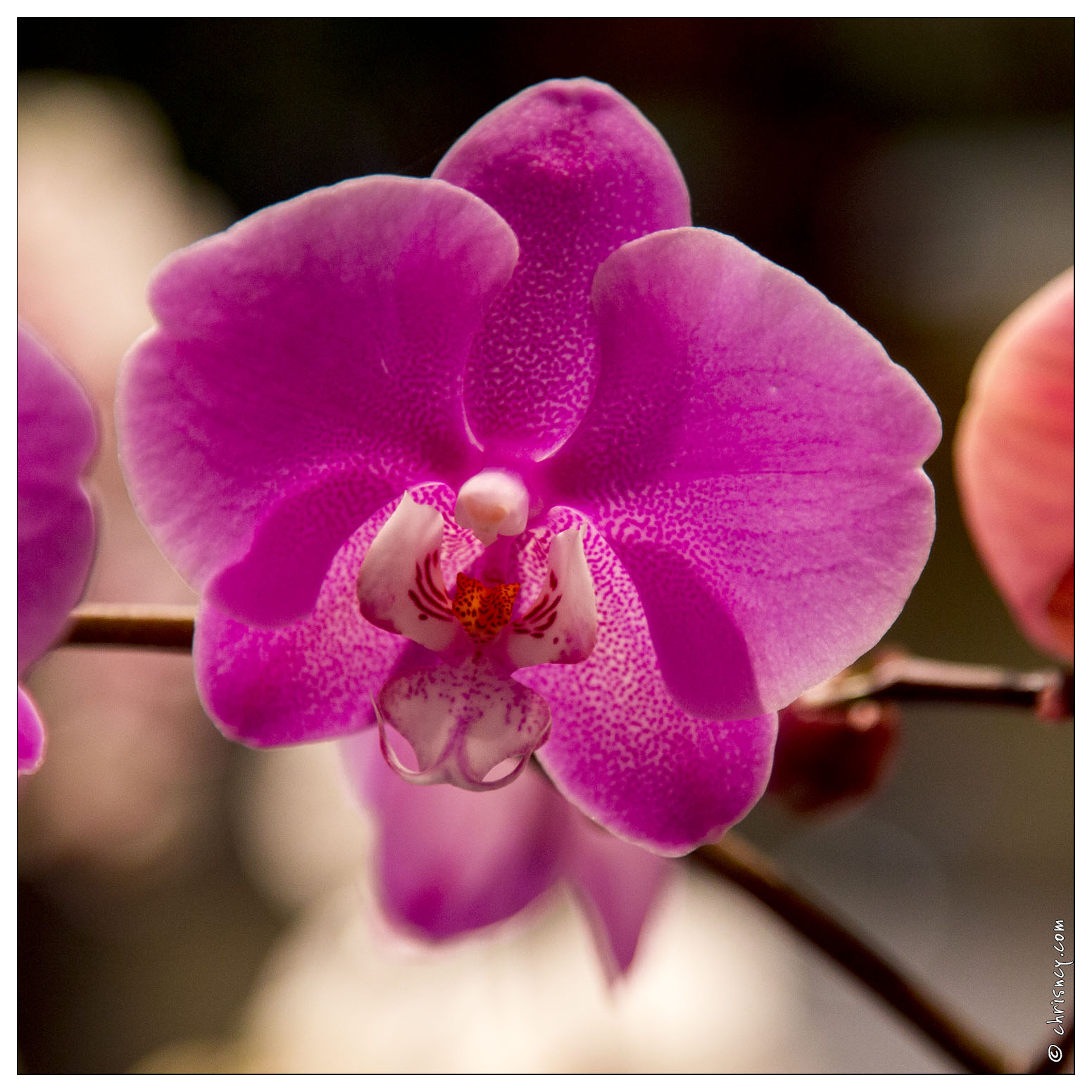 20140223-7150-Menton Orchidees - 20140223-7150-Menton_Orchidees.jpg 20140223-7150-Menton_Orchidees.jpg