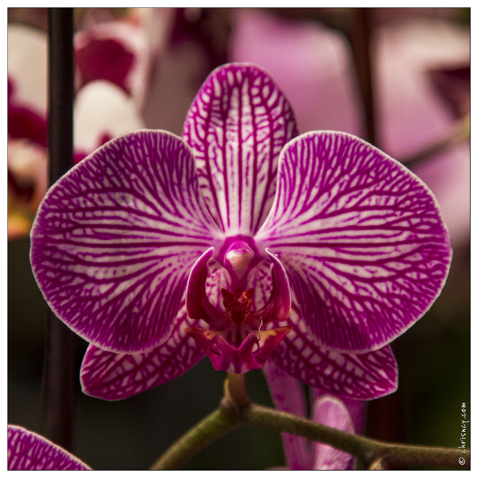 20140223-7151-Menton_Orchidees.jpg