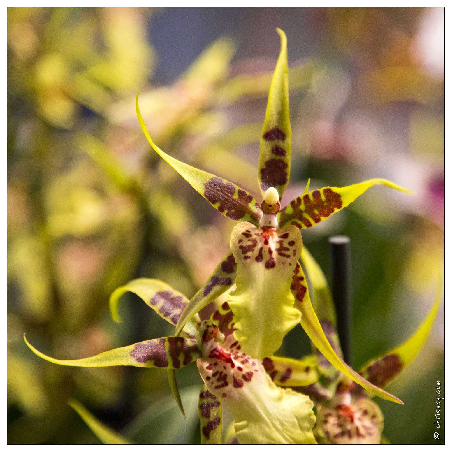 20140223-7156-Menton_Orchidees.jpg