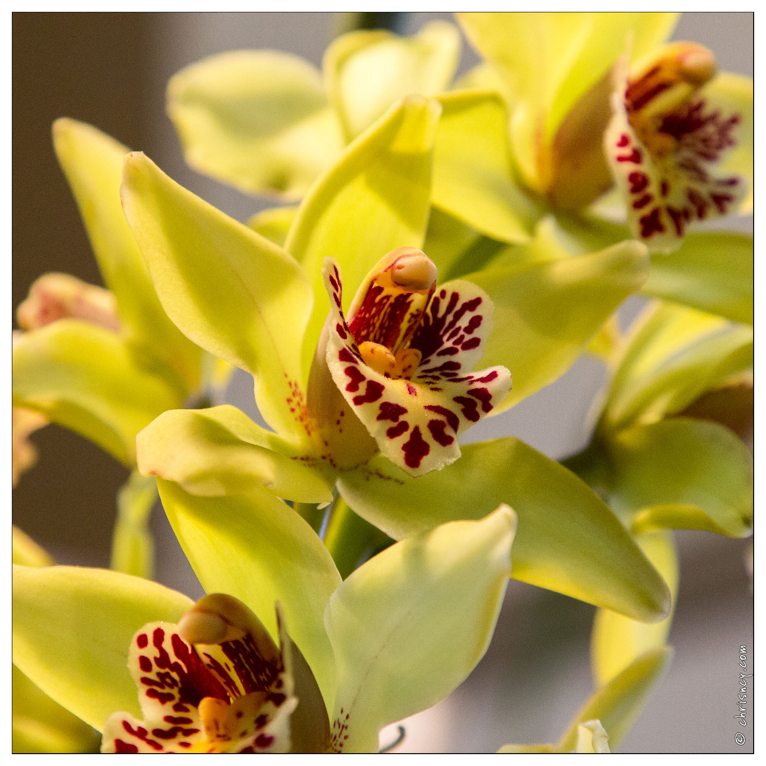 20140223-7161-Menton Orchidees - 20140223-7161-Menton_Orchidees.jpg 20140223-7161-Menton_Orchidees.jpg