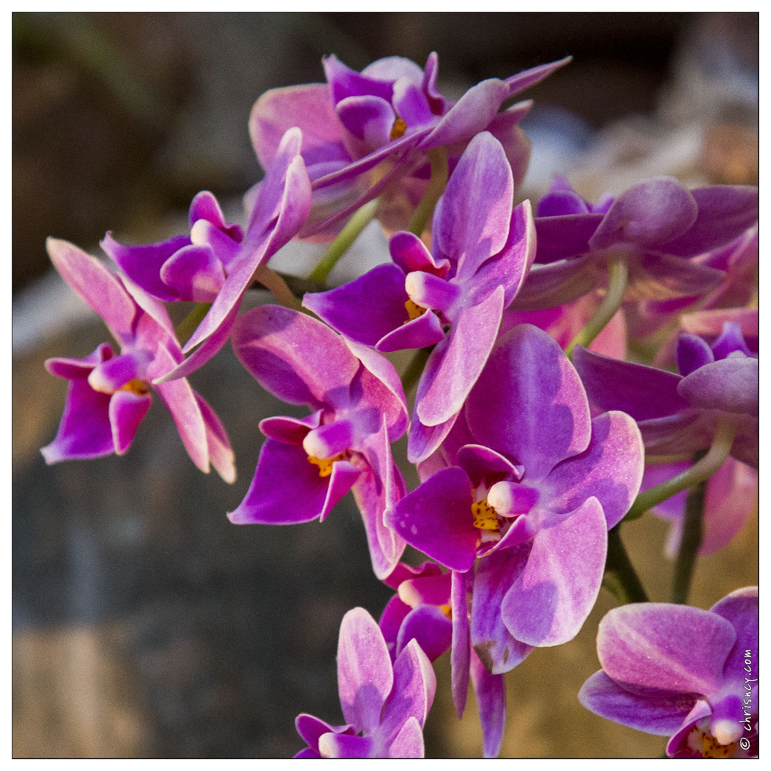 20140223-7170-Menton_Orchidees.jpg
