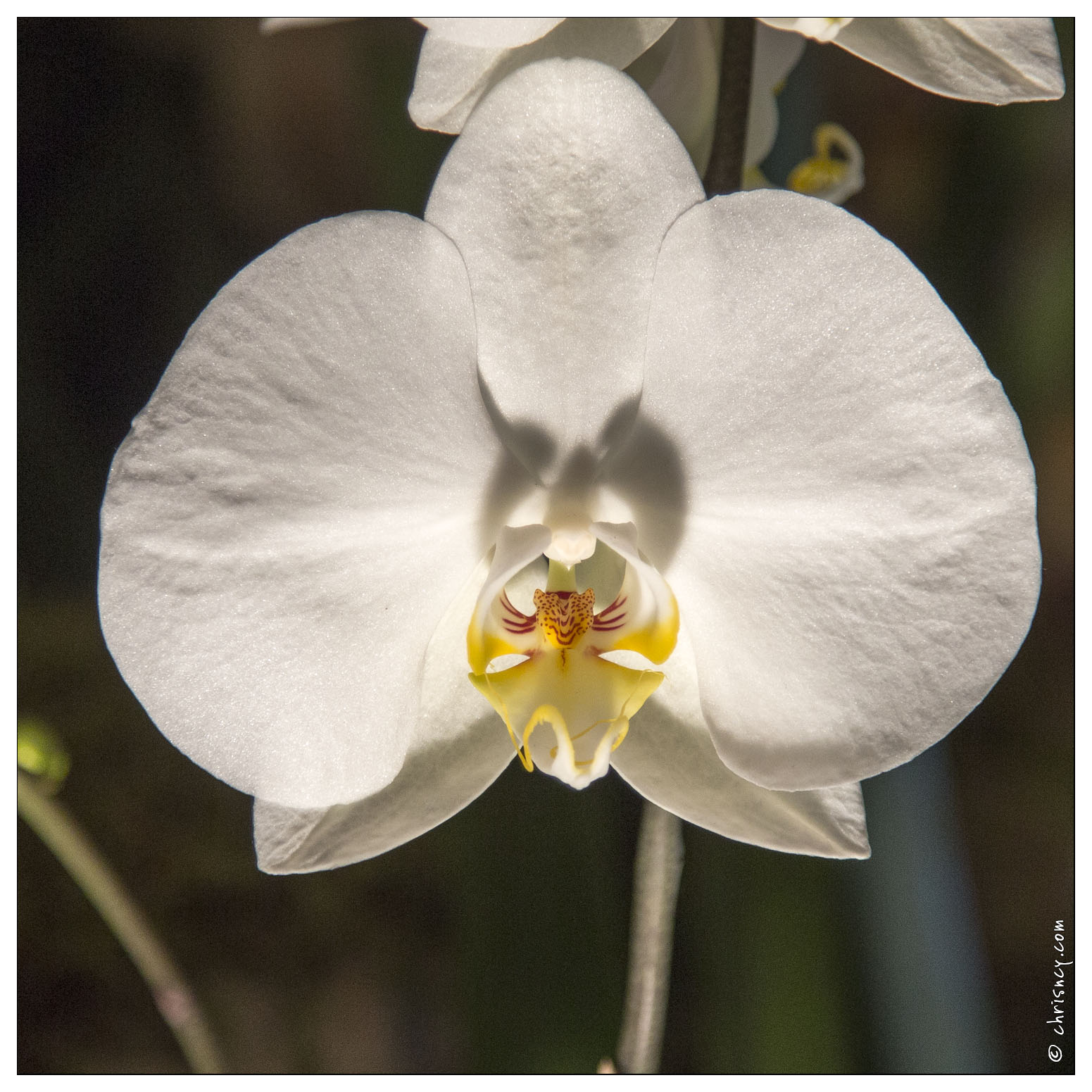 20140223-7179-Menton_Orchidees.jpg