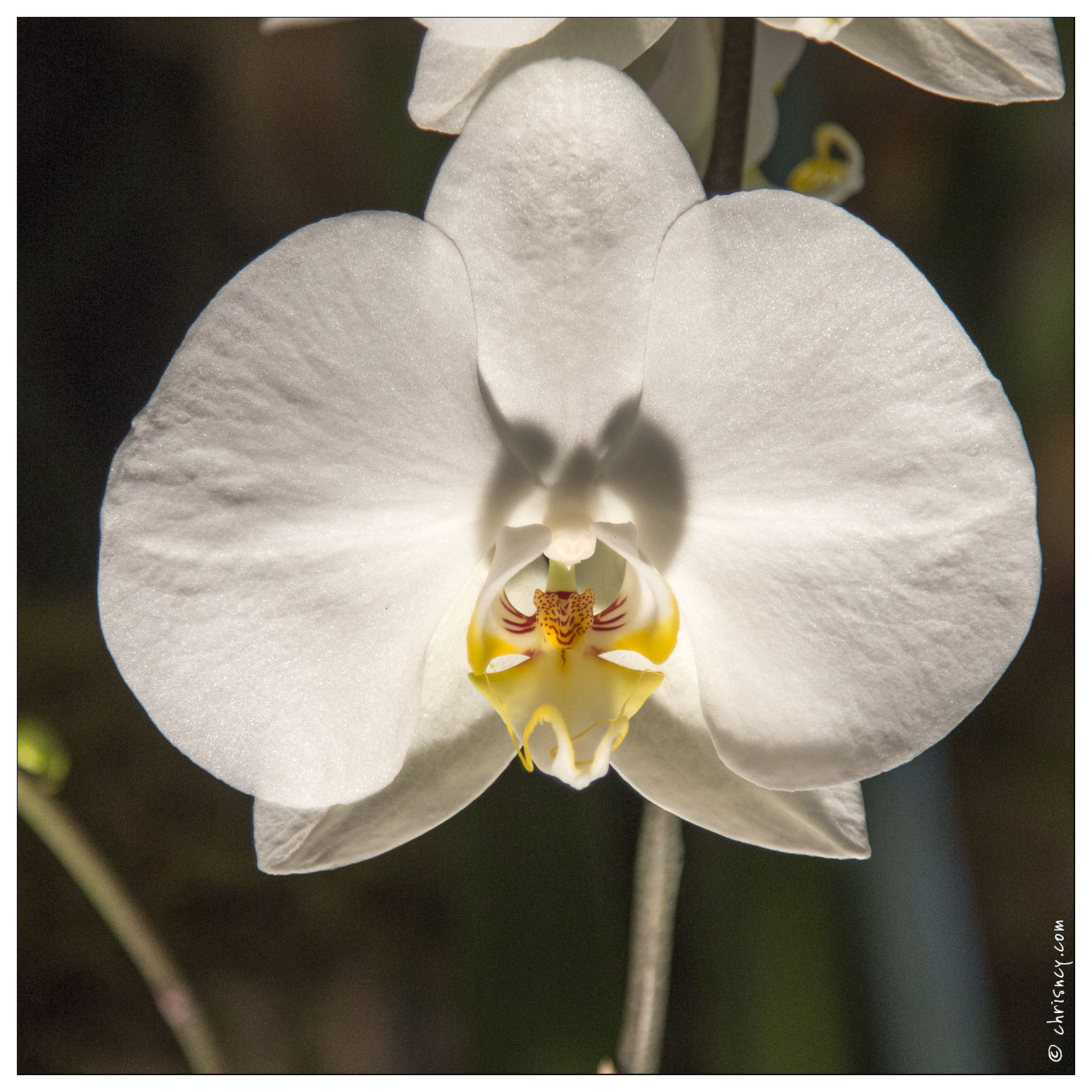 20140223-7179-Menton Orchidees - 20140223-7179-Menton_Orchidees.jpg 20140223-7179-Menton_Orchidees.jpg
