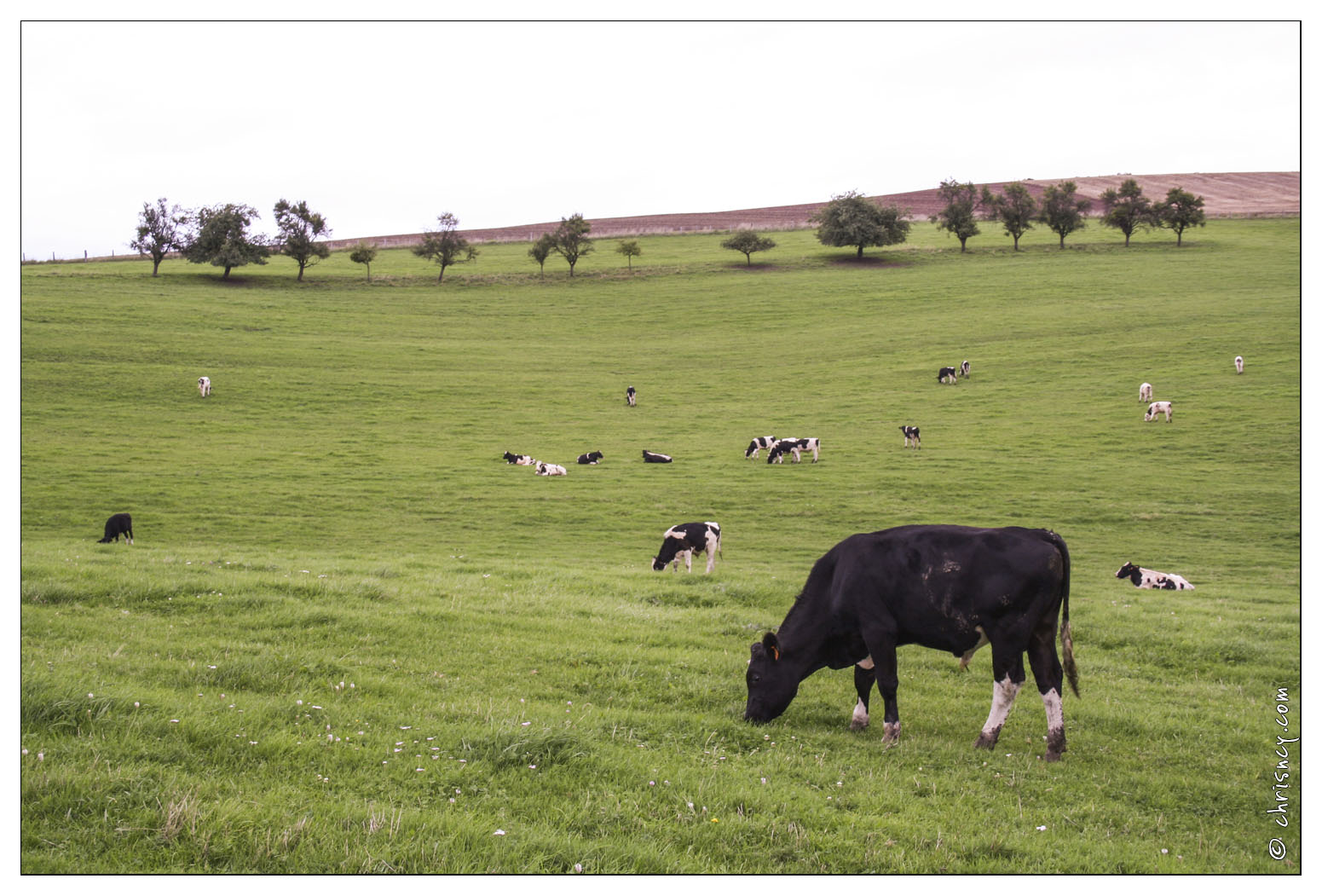 20060903-23_2824-Vaches_Plateau_du_Bambusch.jpg