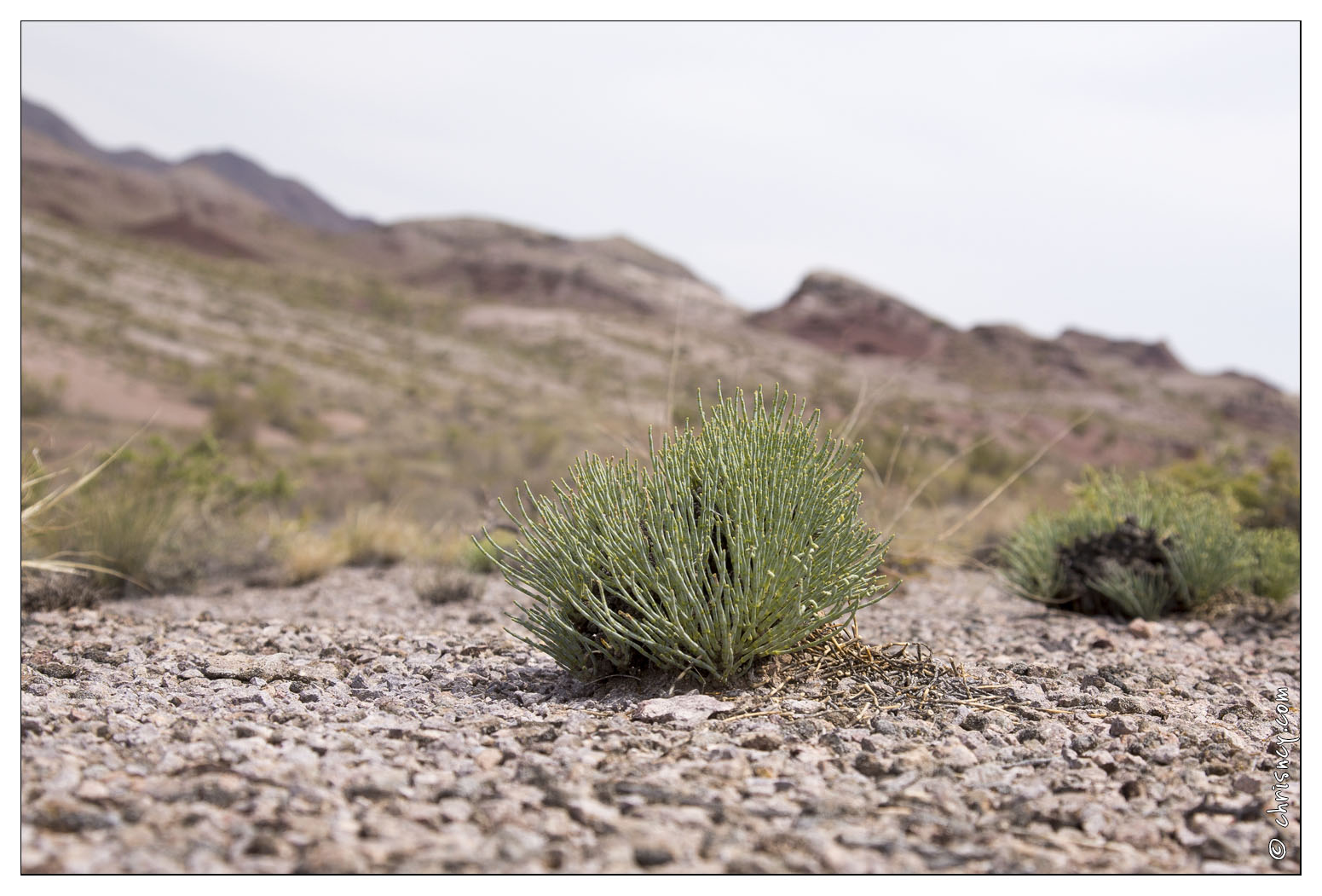 20140629-076_3125-Altyn_Emel_Katutau_plante_steppe.jpg