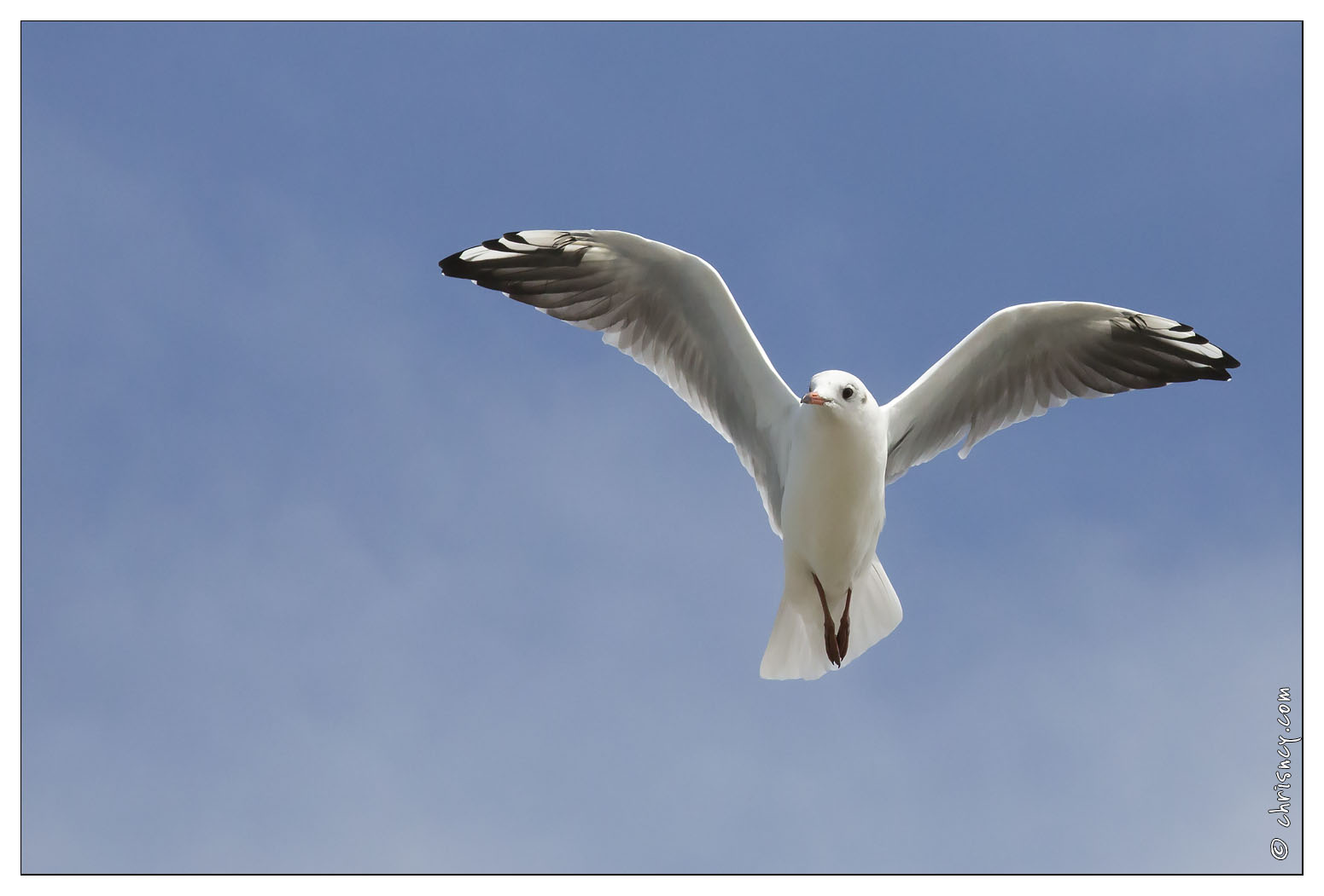 20140825-12_5568-Mouette.jpg