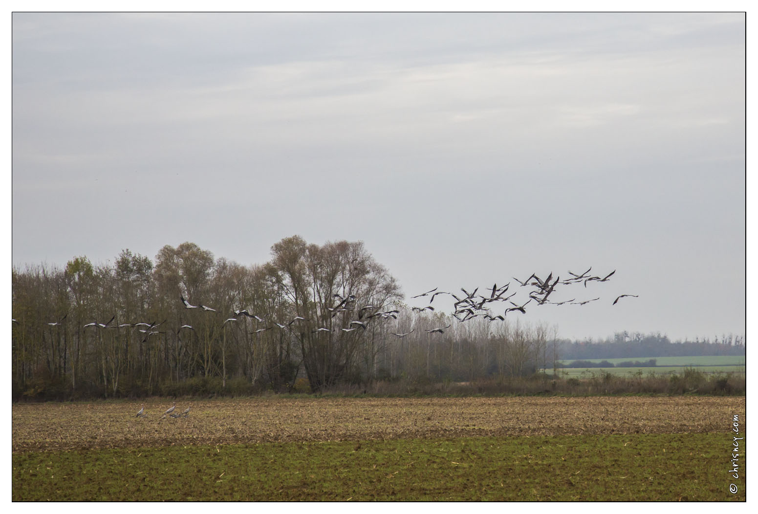 20141120-54_7287-Grues_route_Landricourt_web.jpg