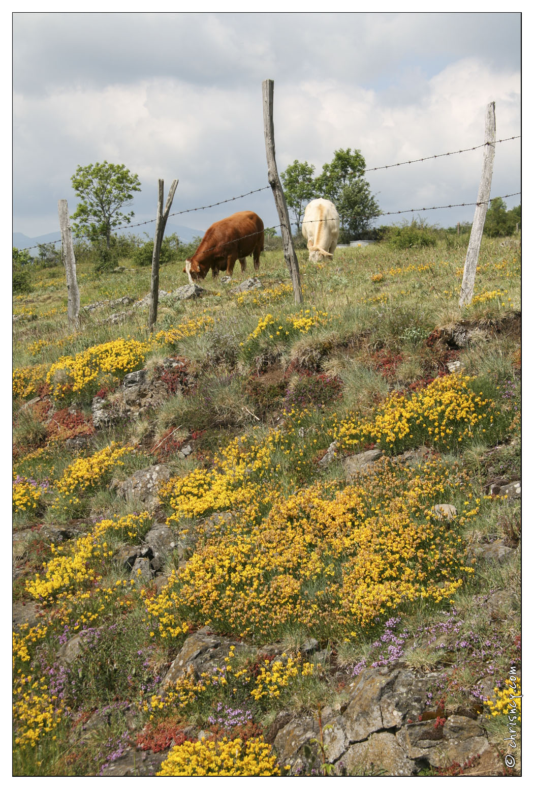 20070603-02_3857-prairies_et_vaches_w.jpg