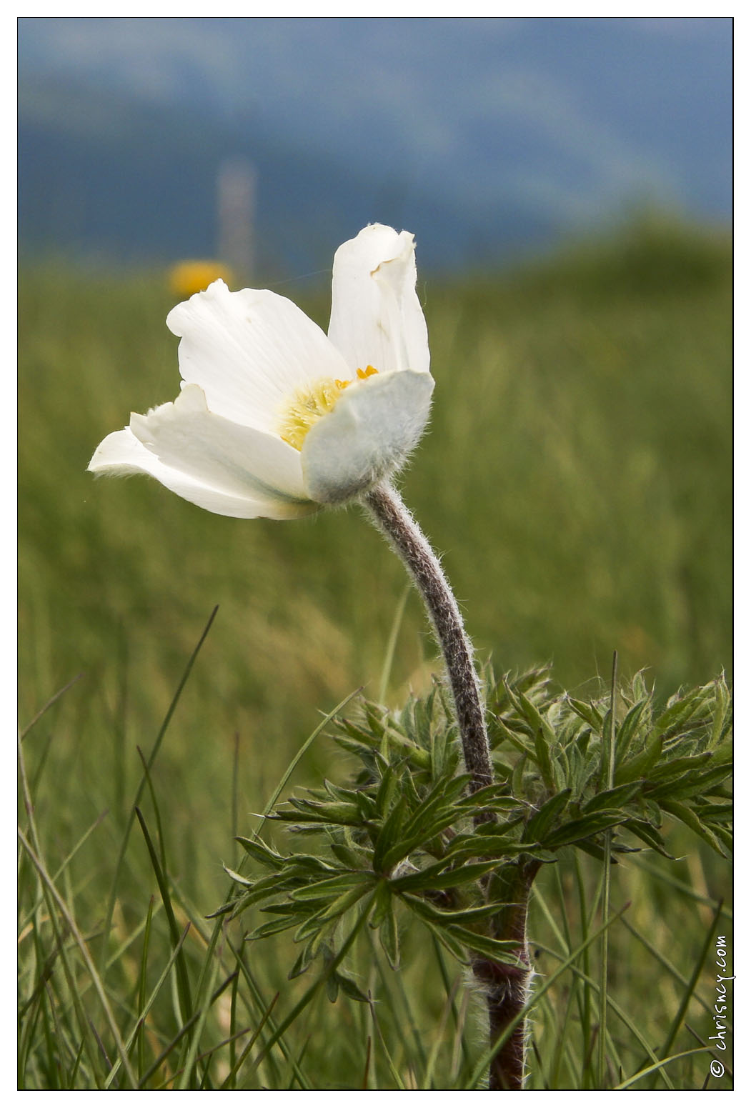 20070520-16_1751-Anemone_w.jpg