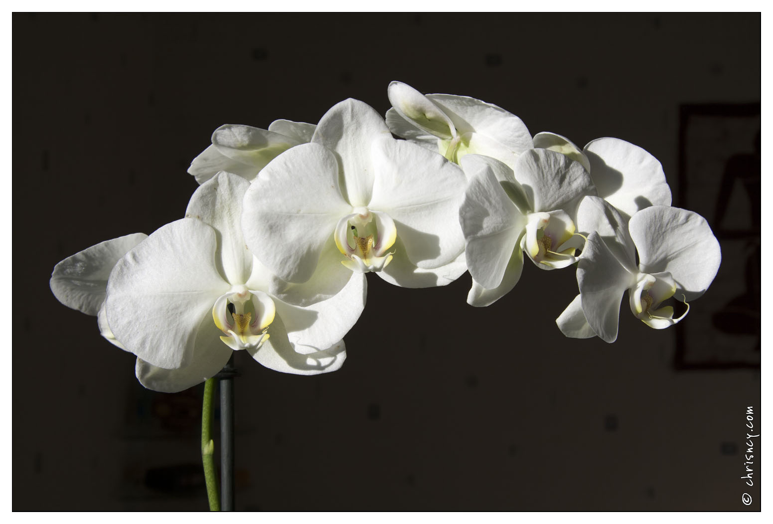 20080113-5167-Orchidee.jpg