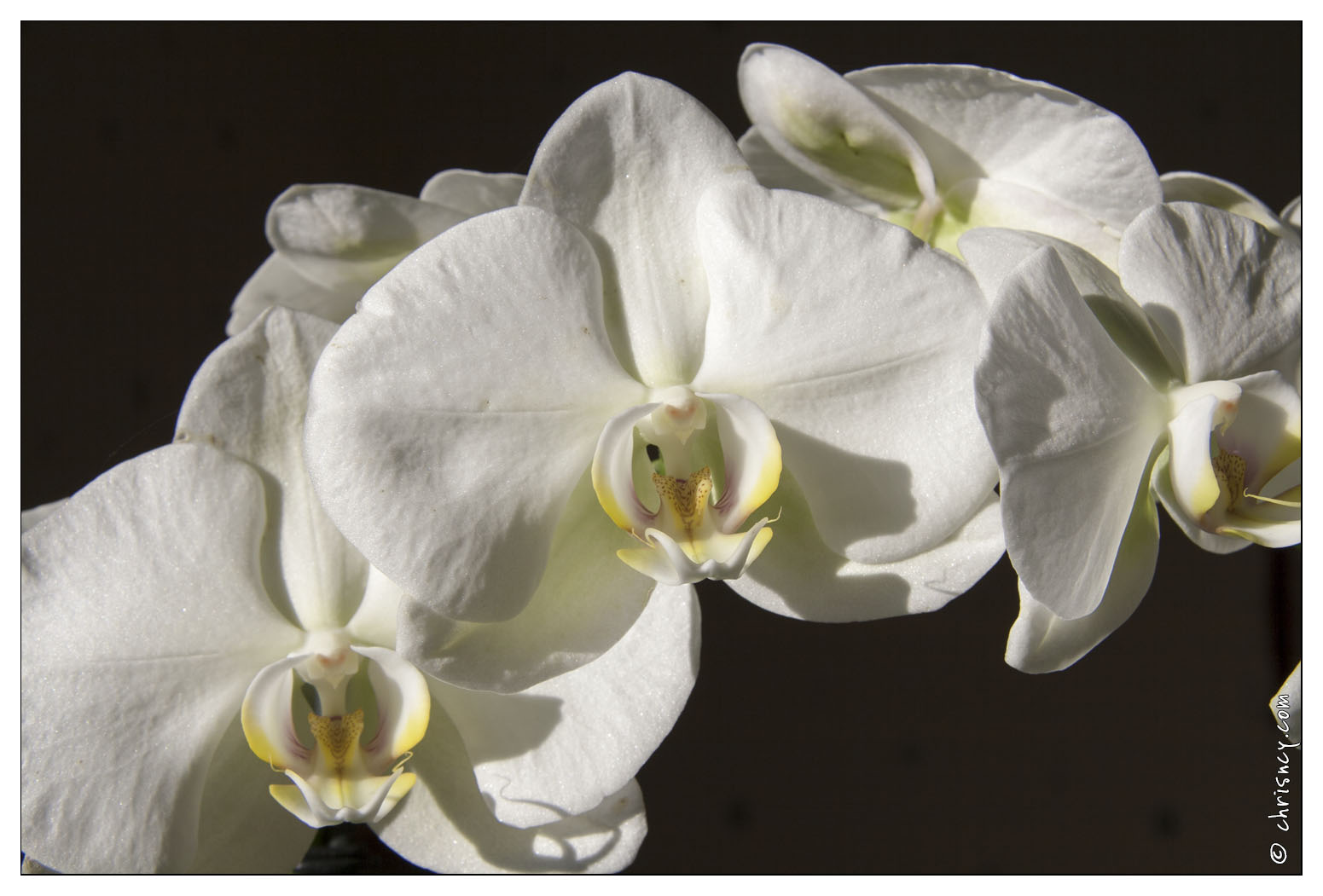 20080113-5169-Orchidee.jpg