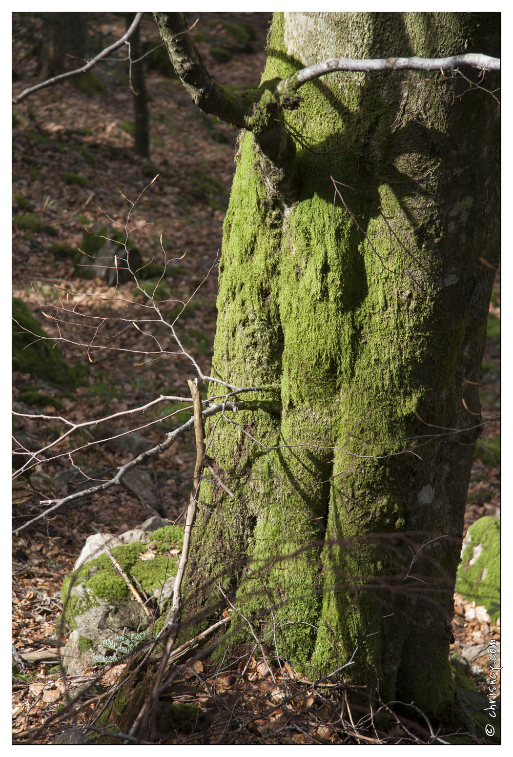 20080501-22_6896-La_Bresse_Etang_de_sechemer.jpg