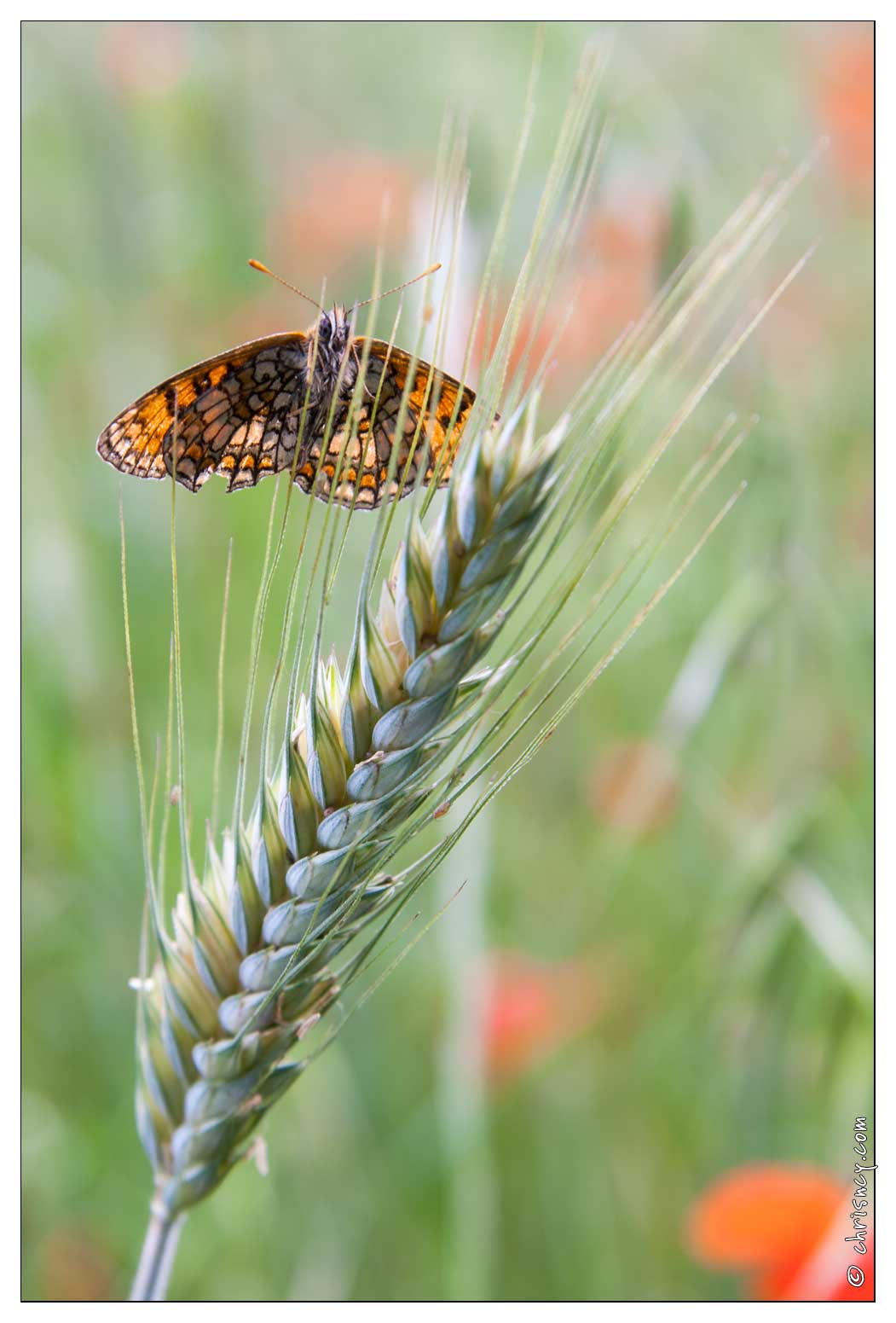 20080603-8224-Papillon_Melitee_du_melampyre.jpg