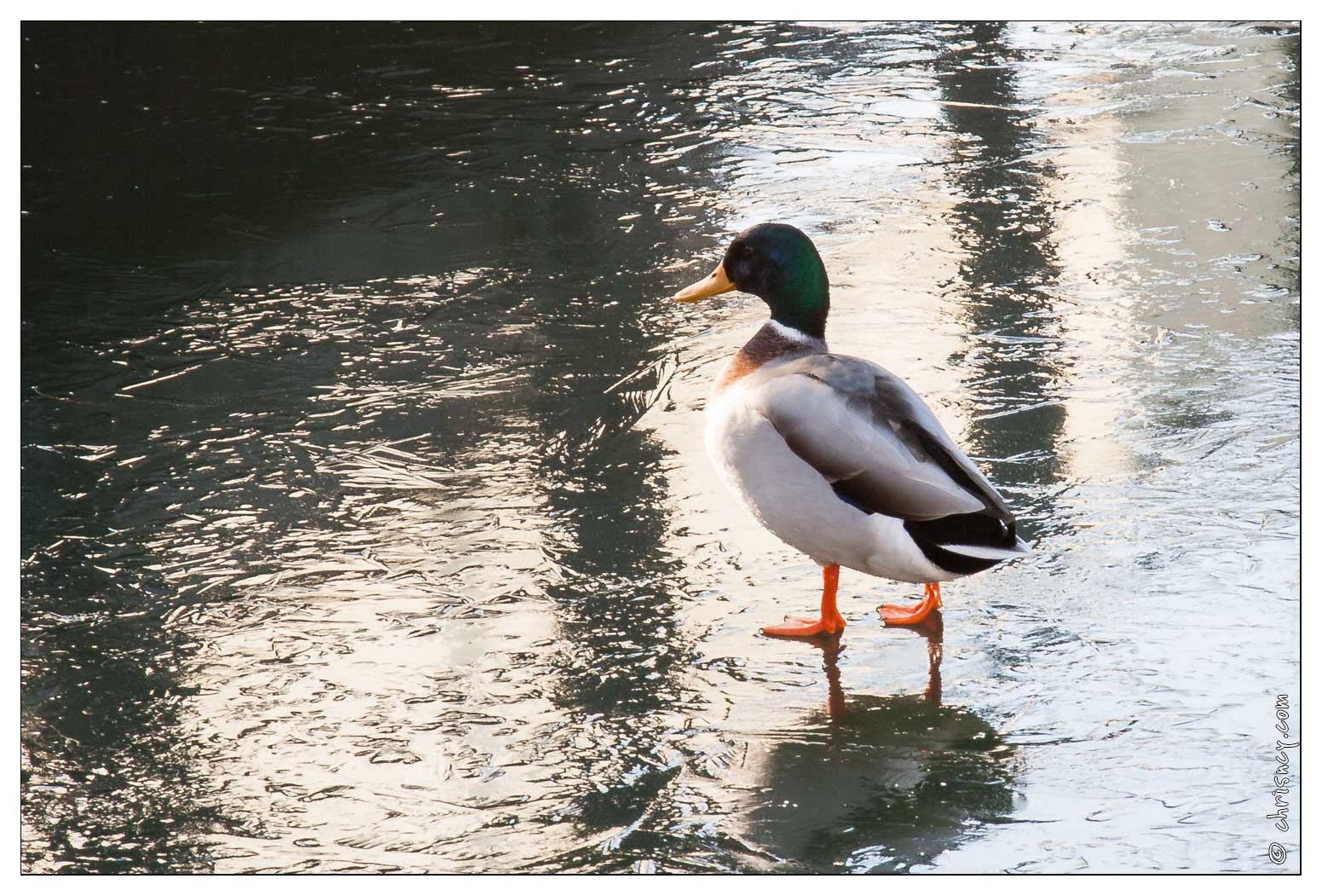 20090110-0626-Canards_Colvert.jpg