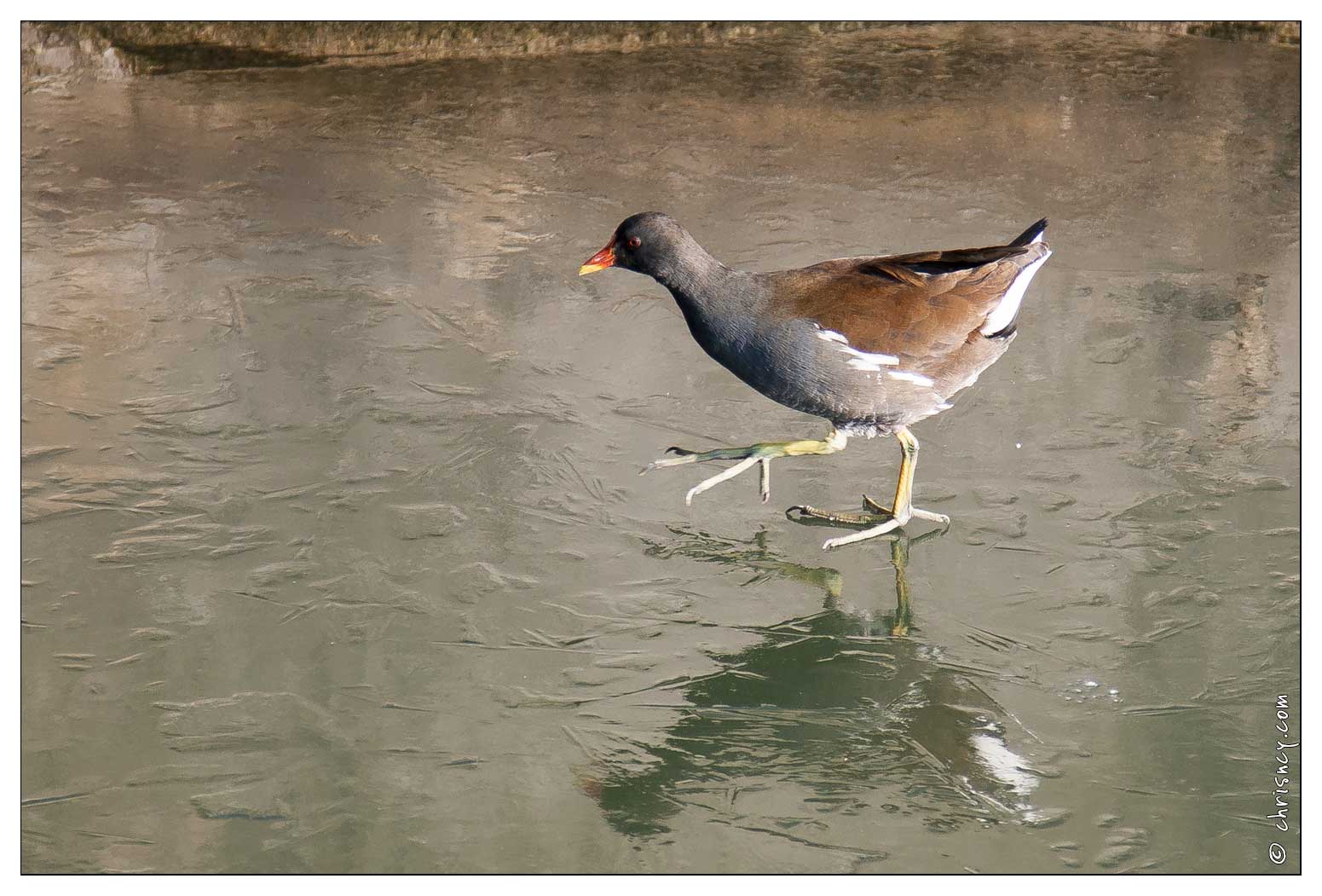 20090110-0640-Gallinule_Poule_d_eau.jpg