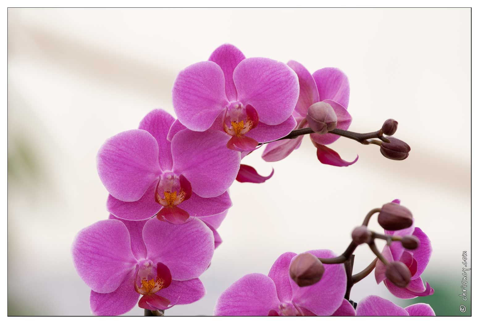 20090407-2047-Orchidee.jpg