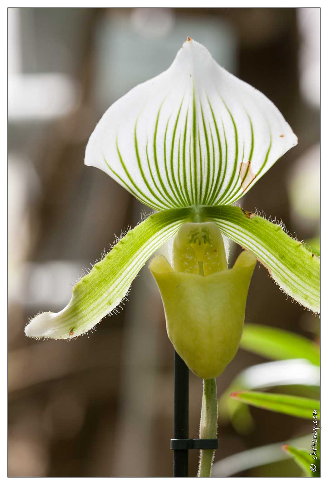 20090407-2082-Orchidee Paphiopedilum Claire de lune - 20090407-2082-Orchidee_Paphiopedilum_Claire_de_lune.jpg 20090407-2082-Orchidee_Paphiopedilum_Claire_de_lune.jpg