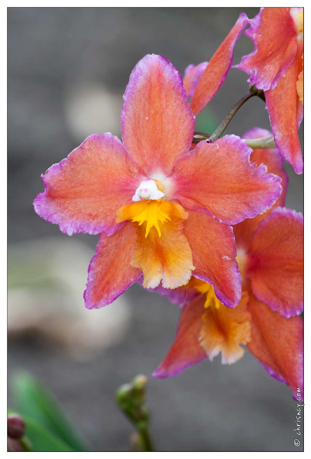 20090407-2117-Orchidee_Odontoglossum_Hybride.jpg