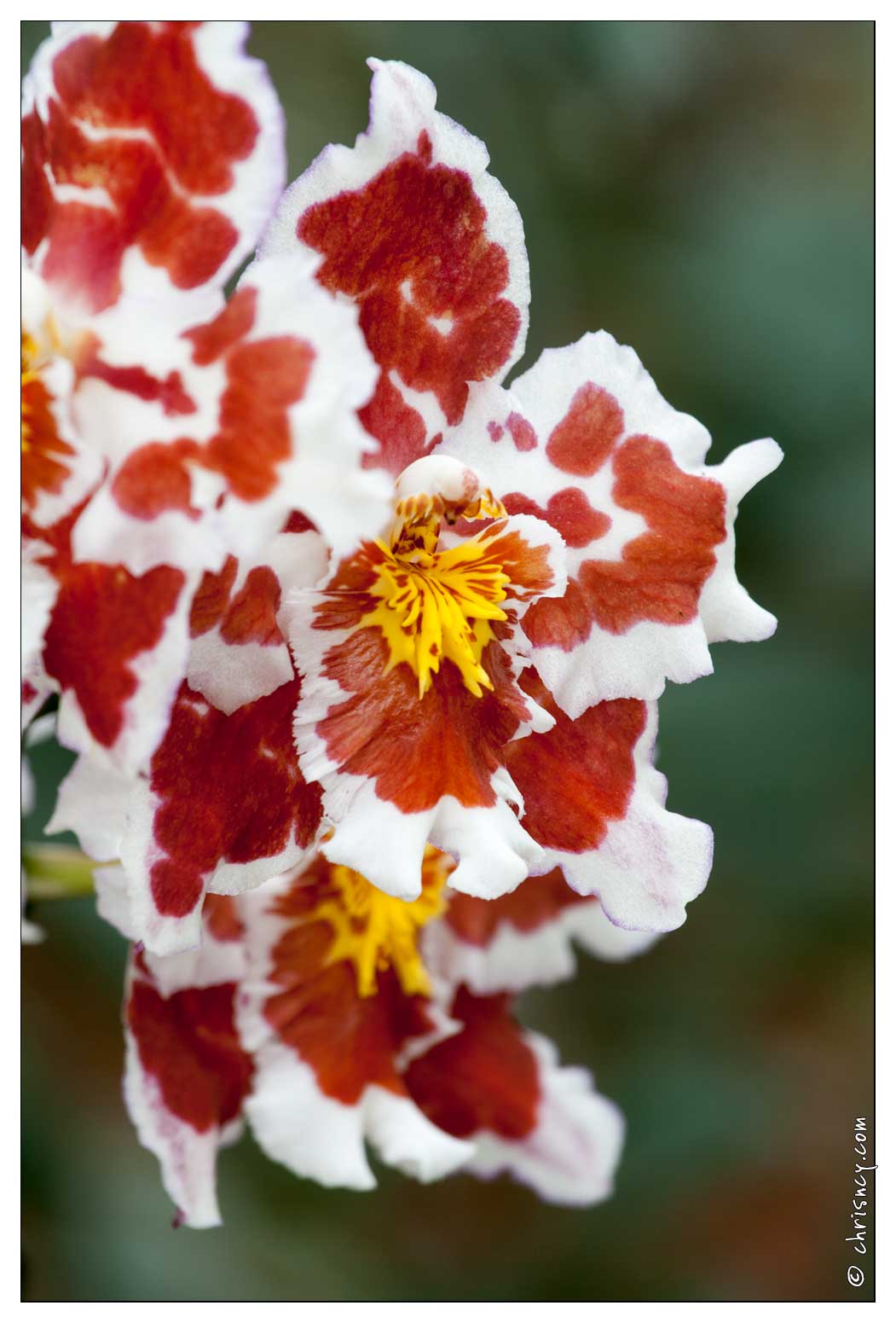 20090407-2116-Orchidee Odontoglossum Hybride - 20090407-2116-Orchidee_Odontoglossum_Hybride.jpg 20090407-2116-Orchidee_Odontoglossum_Hybride.jpg