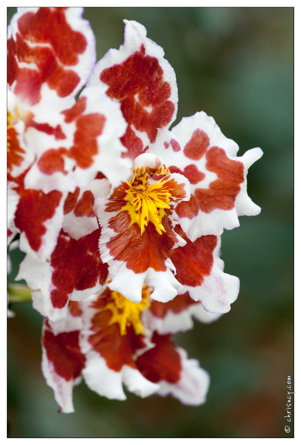 20090407-2116-Orchidee_Odontoglossum_Hybride.jpg