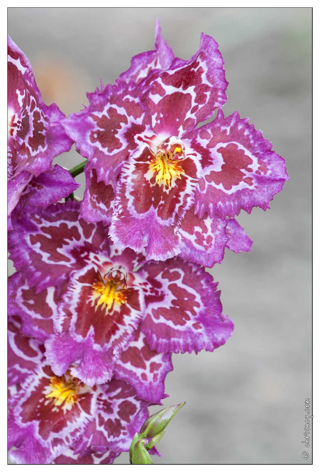 20090407-2119-Orchidee_Odontoglossum_Hybride.jpg
