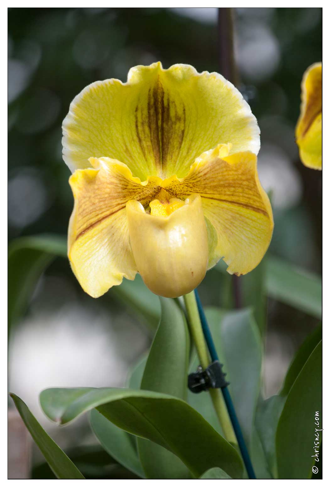 20090407-2137-Orchidee - 20090407-2137-Orchidee.jpg 20090407-2137-Orchidee.jpg