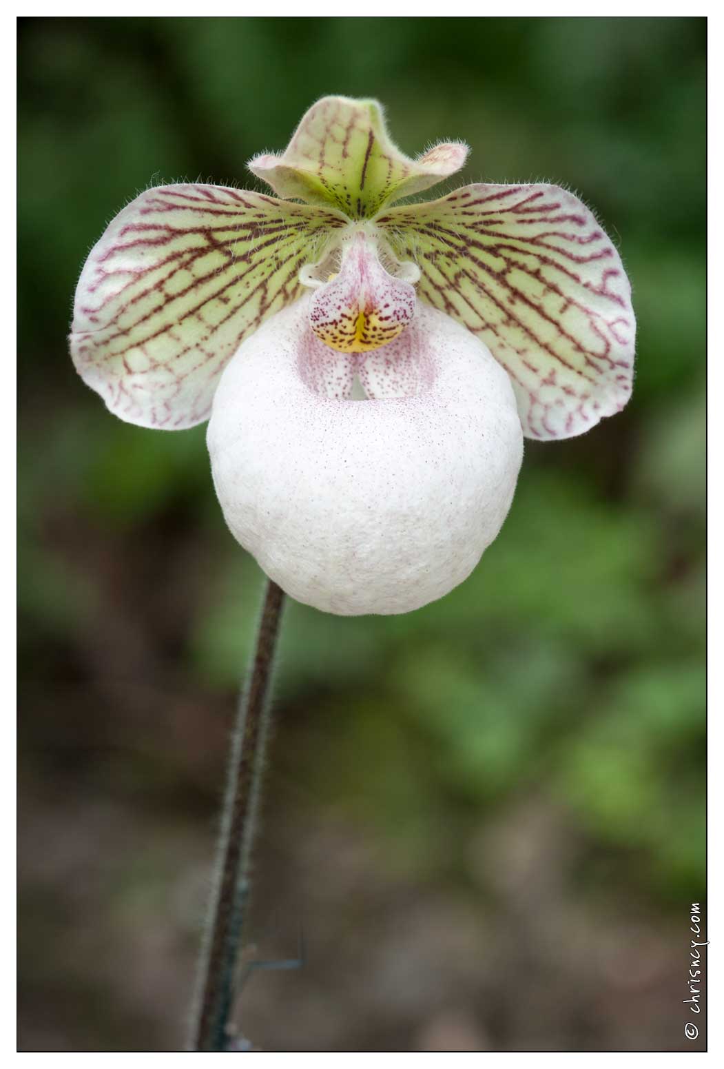 20090407-2143-Orchidee.jpg