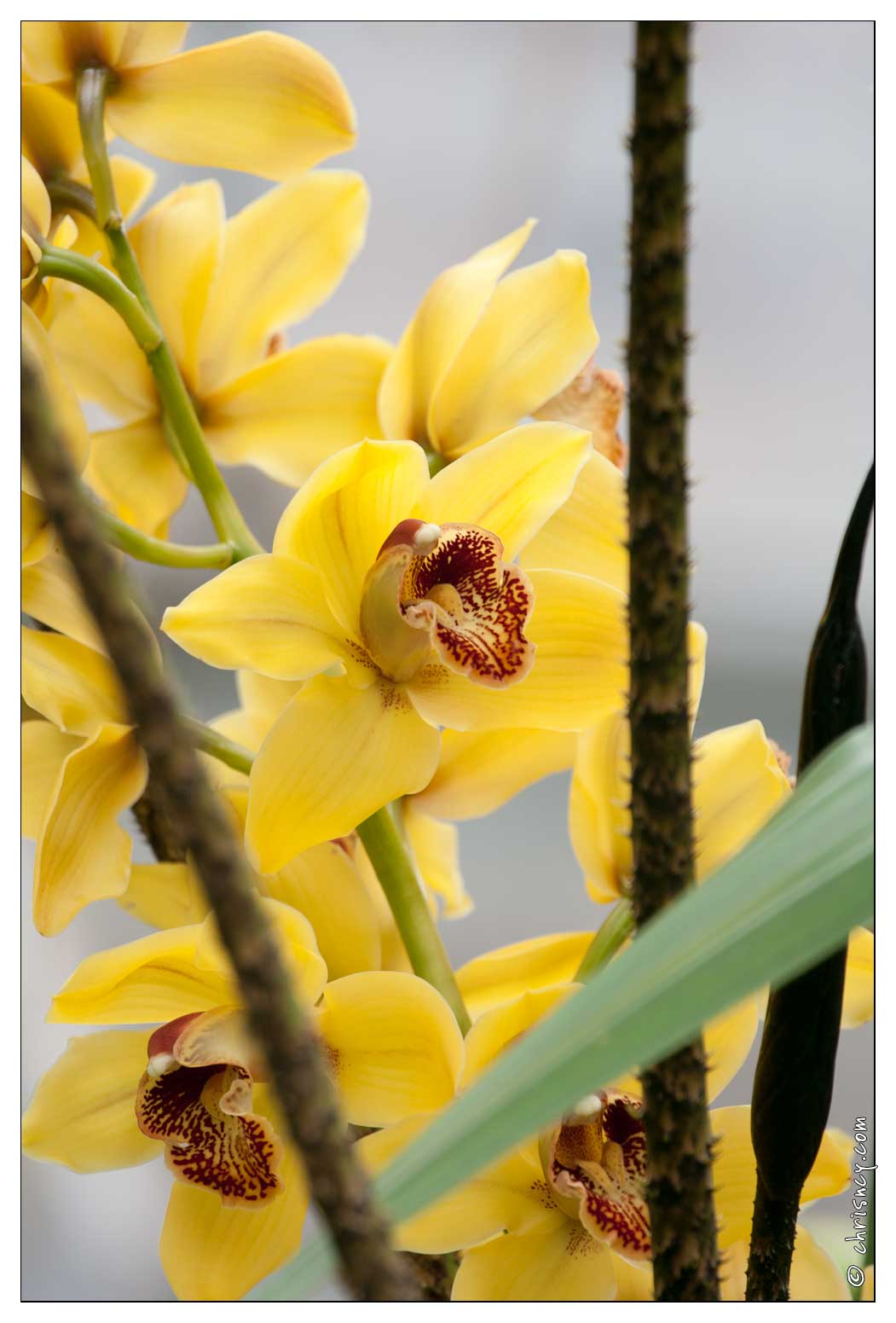 20090407-2219-Orchidee.jpg