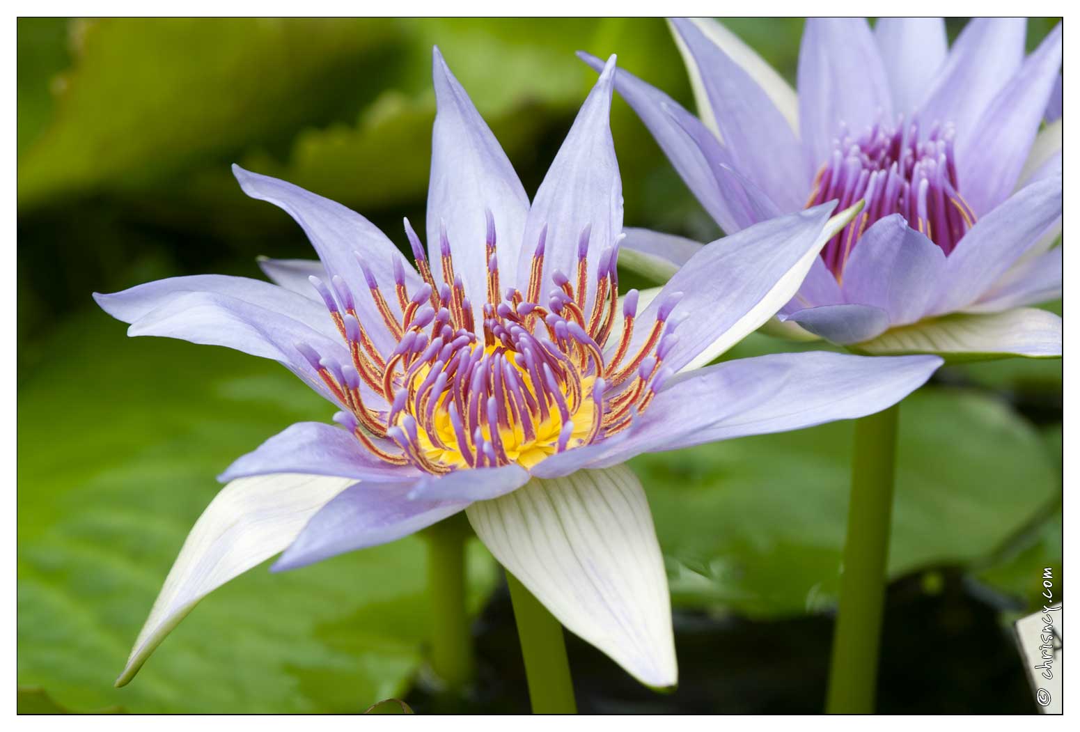 20090407-2239-Nymphaea Colorata Lotus pygmee - 20090407-2239-Nymphaea_Colorata_Lotus_pygmee.jpg 20090407-2239-Nymphaea_Colorata_Lotus_pygmee.jpg