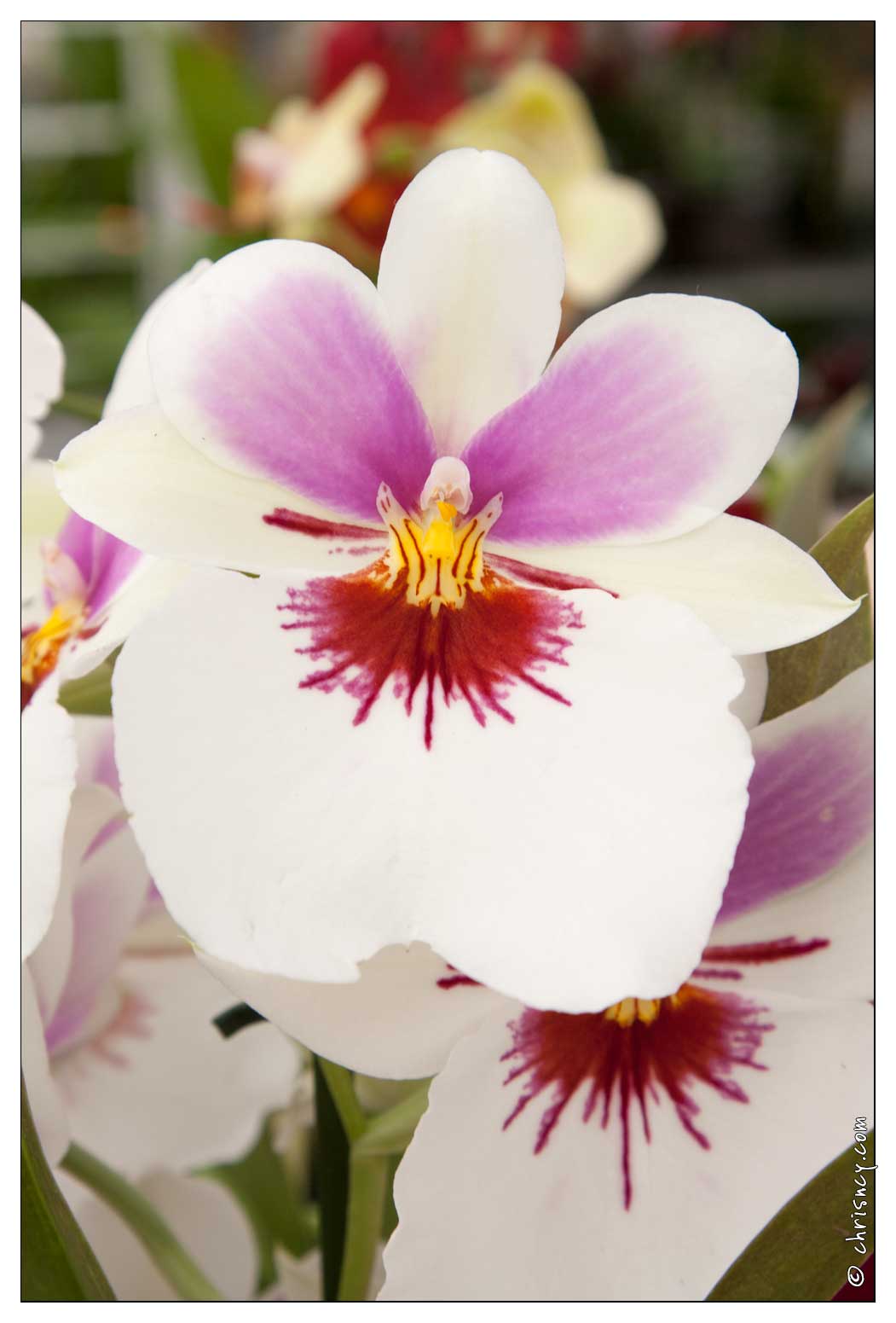 20090407-2300-Orchidee.jpg