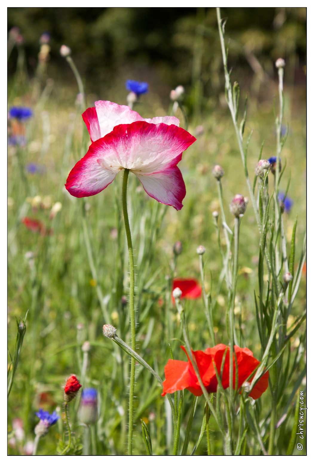 20090611-14_2352-Coquelicots_et_Bleuets.jpg